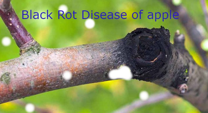 apple-black-rot-such-a-dangerous-disease-for-your-orchard