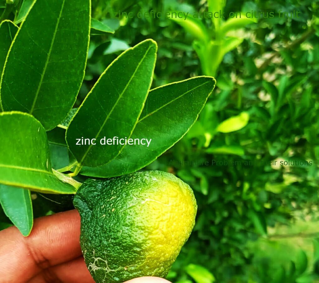 Zinc Deficiency in Citrus How To Control Perfectly