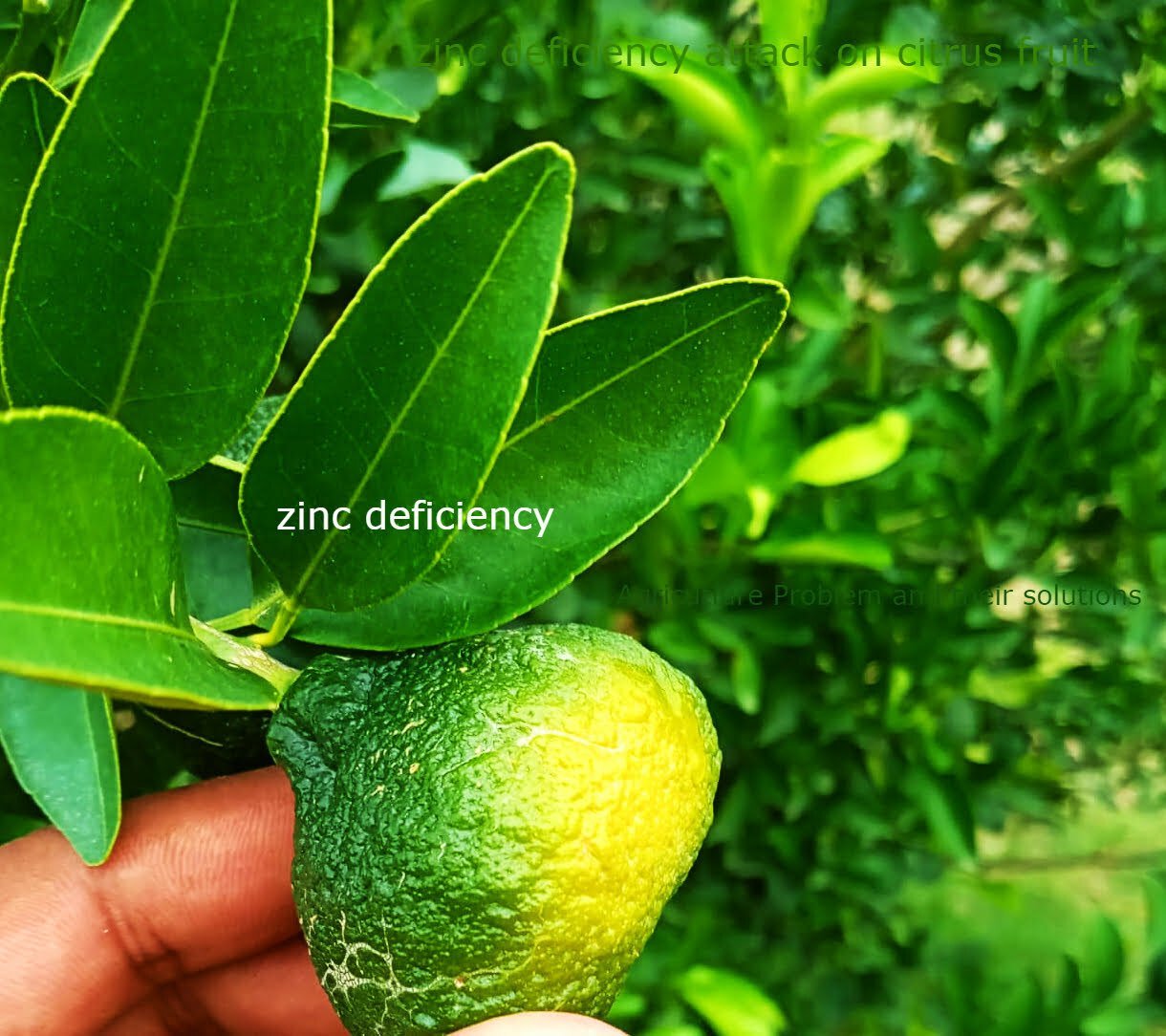 Zinc Deficiency in Citrus | How To Control Perfectly