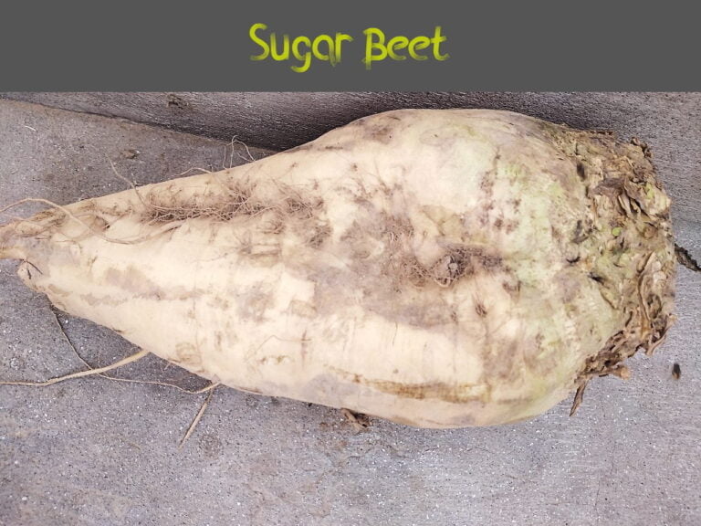 sugar-beet-have-you-know-these-9-secret-benefits-and-usage