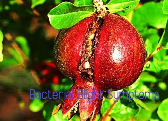 bacterial blight of pomegranate
