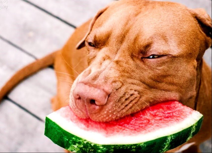 Can Dogs Eat Watermelon